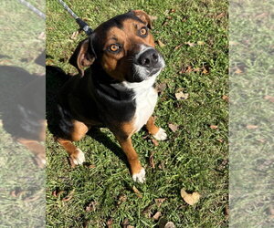 Walnut available 10/22 - Male Labrador Retriever-Unknown Mix Dog for Adoption - Photo #3