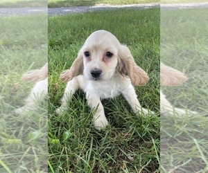 Cocker Spaniel Puppy for sale in CANOGA, NY, USA