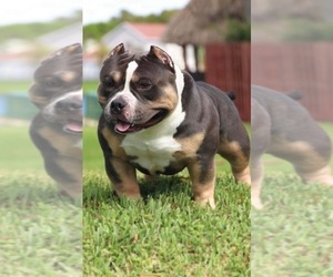 Father of the American Bully puppies born on 11/25/2022