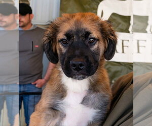 Australian Shepherd-Unknown Mix Dogs for adoption in Blairsville, GA, USA