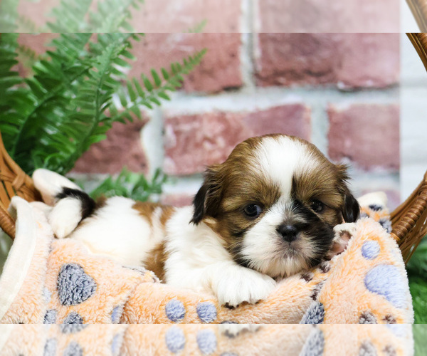 Medium Photo #18 Shih Tzu Puppy For Sale in SYRACUSE, IN, USA