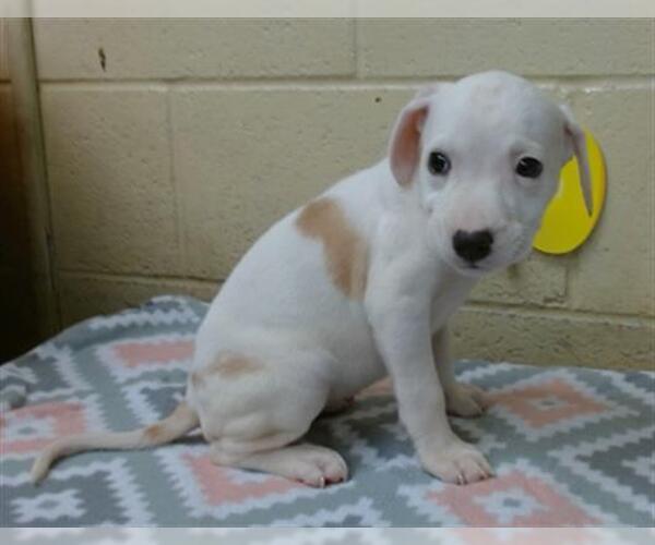 Medium Photo #1 American Pit Bull Terrier Puppy For Sale in Downey, CA, USA