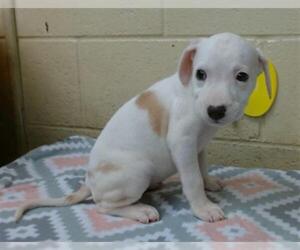 American Pit Bull Terrier Dogs for adoption in Downey, CA, USA