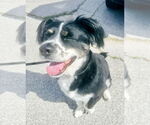 Small #7 Australian Shepherd Mix