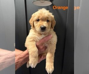 Medium Golden Retriever