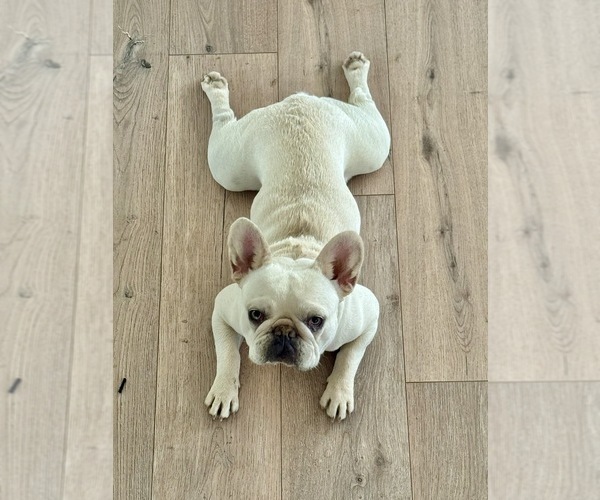 Medium Photo #2 French Bulldog Puppy For Sale in SACRAMENTO, CA, USA