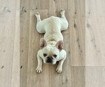 Small #1 French Bulldog