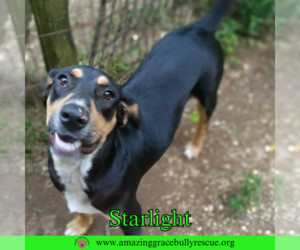 Starlight - Male Coonhound-Unknown Mix Dog for Adoption - Photo #3