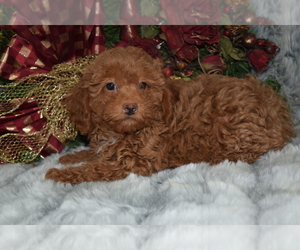 Poodle (Toy) Puppy for sale in BARNESVILLE, KS, USA