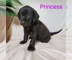 Small Photo #2 Labrador Retriever-Rhodesian Ridgeback Mix Puppy For Sale in CATO, NY, USA