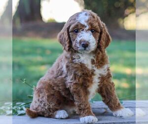 Goldendoodle (Miniature) Puppy for sale in LITITZ, PA, USA