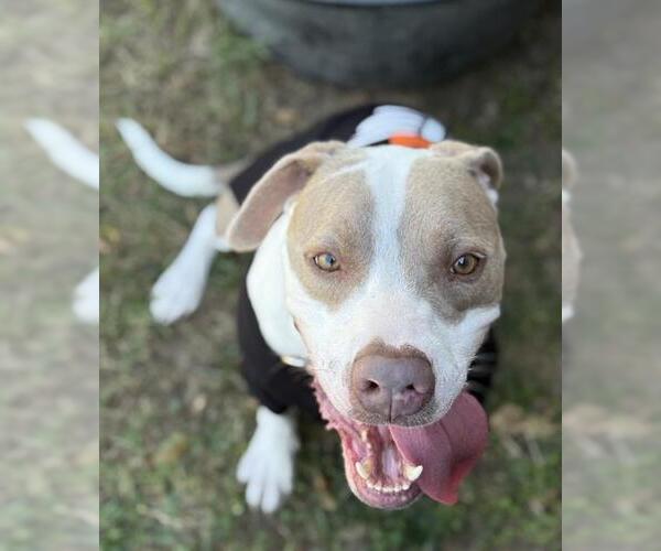 Medium Photo #2 Staffordshire Bull Terrier Puppy For Sale in Rosenberg, TX, USA