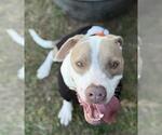 Small #1 Staffordshire Bull Terrier