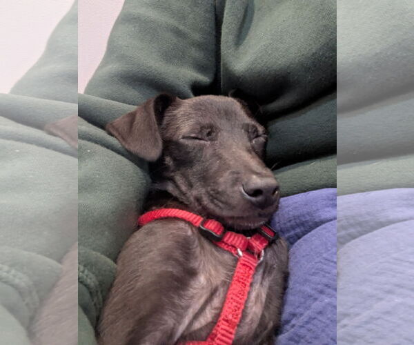 Medium Photo #3 Mutt Puppy For Sale in Plainfield, IL, USA