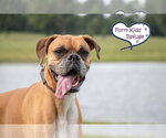 Small Boxer