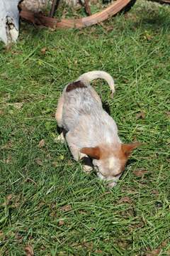 Medium Photo #3 Texas Heeler Puppy For Sale in PAOLA, KS, USA