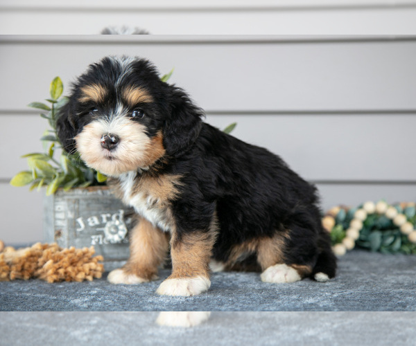 Medium Photo #3 Bernedoodle (Miniature) Puppy For Sale in WOLCOTTVILLE, IN, USA