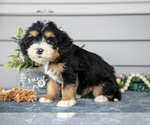 Small #2 Bernedoodle (Miniature)