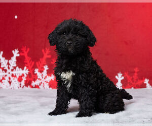 Portuguese Water Dog Puppy for Sale in MILLERSBURG, Ohio USA