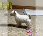 Small #3 Chinese Crested