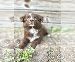 Sadie - Female Australian Shepherd Puppy for Sale - Photo #2