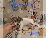 Small #7 Chizer
