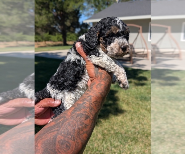 Medium Photo #5 Bernedoodle-Cavapoo (Miniature) Mix Puppy For Sale in SACRAMENTO, CA, USA