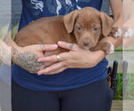 Small Photo #2 American Staffordshire Terrier-Chocolate Labrador retriever Mix Puppy For Sale in Huntley, IL, USA