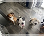 Small #3 American Bulldog-Labrador Retriever Mix