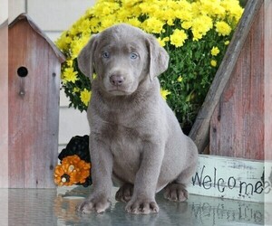 Labrador Retriever Puppy for sale in FREDERICKSBG, OH, USA