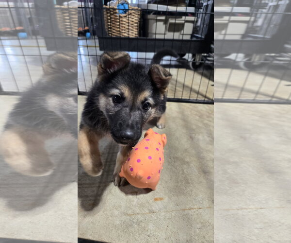 Medium Photo #7 German Shepherd Dog Puppy For Sale in Centreville, VA, USA
