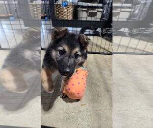 Lily 7617 - Female German Shepherd Dog Dog for Adoption - Photo #7