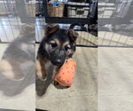 Small Photo #7 German Shepherd Dog Puppy For Sale in Centreville, VA, USA