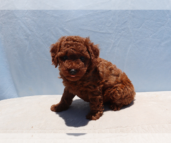 Medium Photo #9 Poodle (Toy) Puppy For Sale in LOS ANGELES, CA, USA