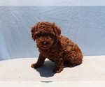 Small #8 Poodle (Toy)