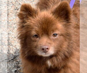 Pomeranian Dogs for adoption in Huntley, IL, USA