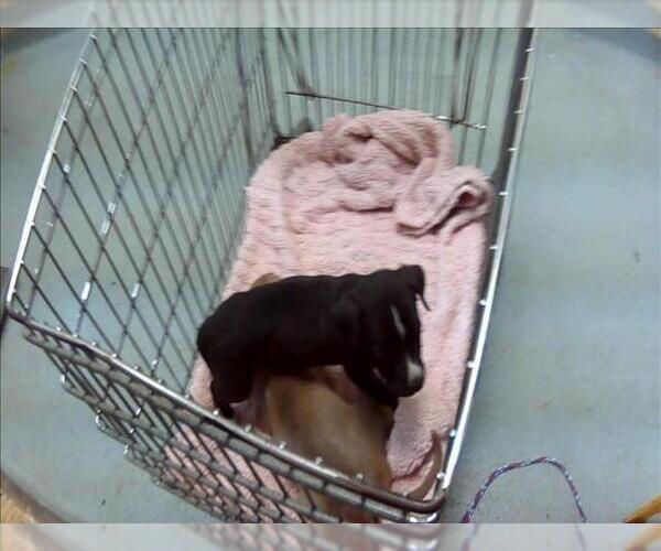 Medium Photo #1 Mutt Puppy For Sale in Tulsa, OK, USA