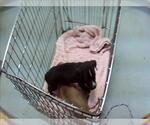 Small Mutt