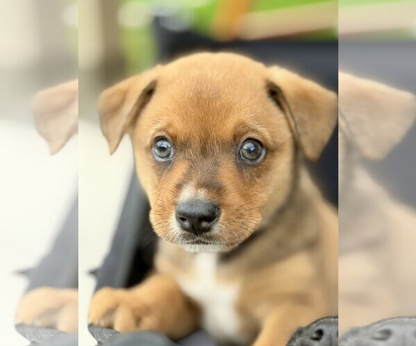 Medium Photo #1 Australian Shepherd-Unknown Mix Puppy For Sale in The Woodlands, TX, USA