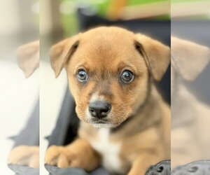 Australian Shepherd-Unknown Mix Dogs for adoption in The Woodlands, TX, USA