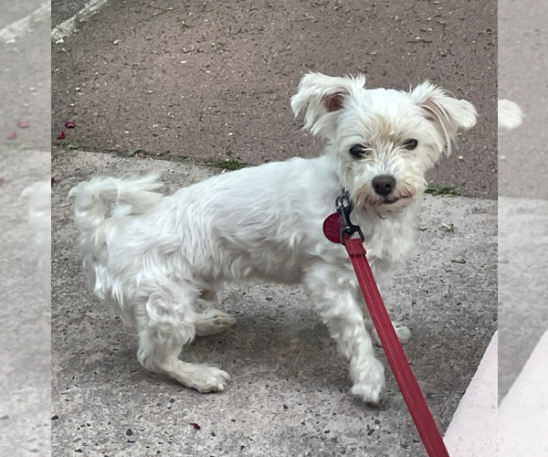 Medium Photo #12 Mutt Puppy For Sale in Brooklyn, NY, USA