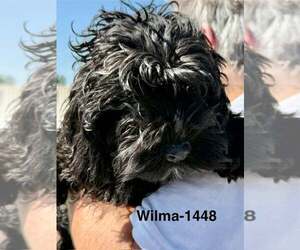 Cocker Spaniel Dogs for adoption in Lee's Summit, MO, USA