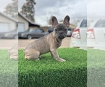 Small #4 French Bulldog