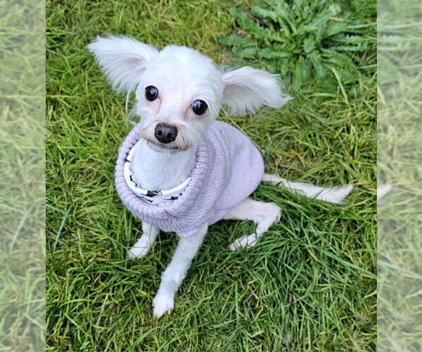 Medium Photo #2 Maltese Puppy For Sale in Olalla, WA, USA
