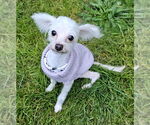 Small #1 Maltese