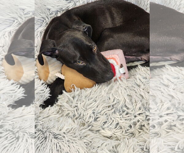 Medium Photo #3 Mutt Puppy For Sale in Hilton Head, SC, USA