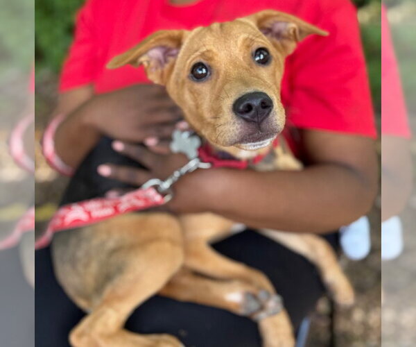 Medium Photo #2 Mutt Puppy For Sale in Canton, CT, USA