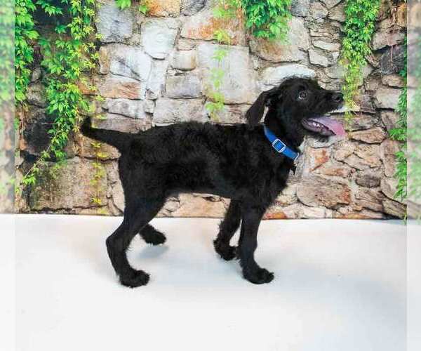 Medium Photo #2 Mutt Puppy For Sale in Kennesaw, GA, USA