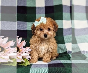 Havanese-Poodle (Toy) Mix Puppy for sale in LEOLA, PA, USA