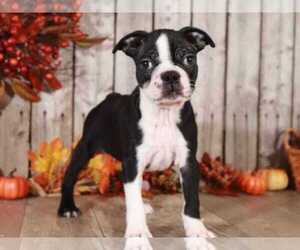 Boston Terrier Puppy for sale in MOUNT VERNON, OH, USA